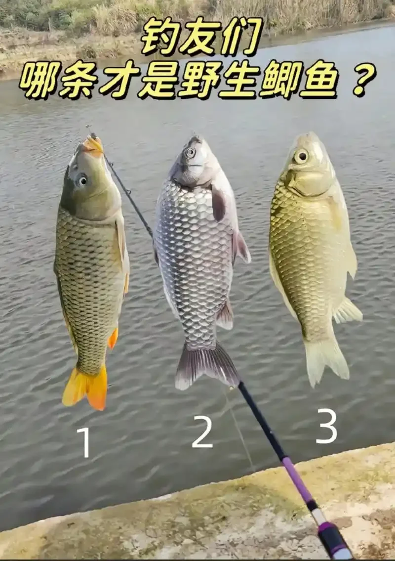 泡制完成的鲫鱼酒米窝料，米粒金黄饱满，装在透明玻璃罐中_1