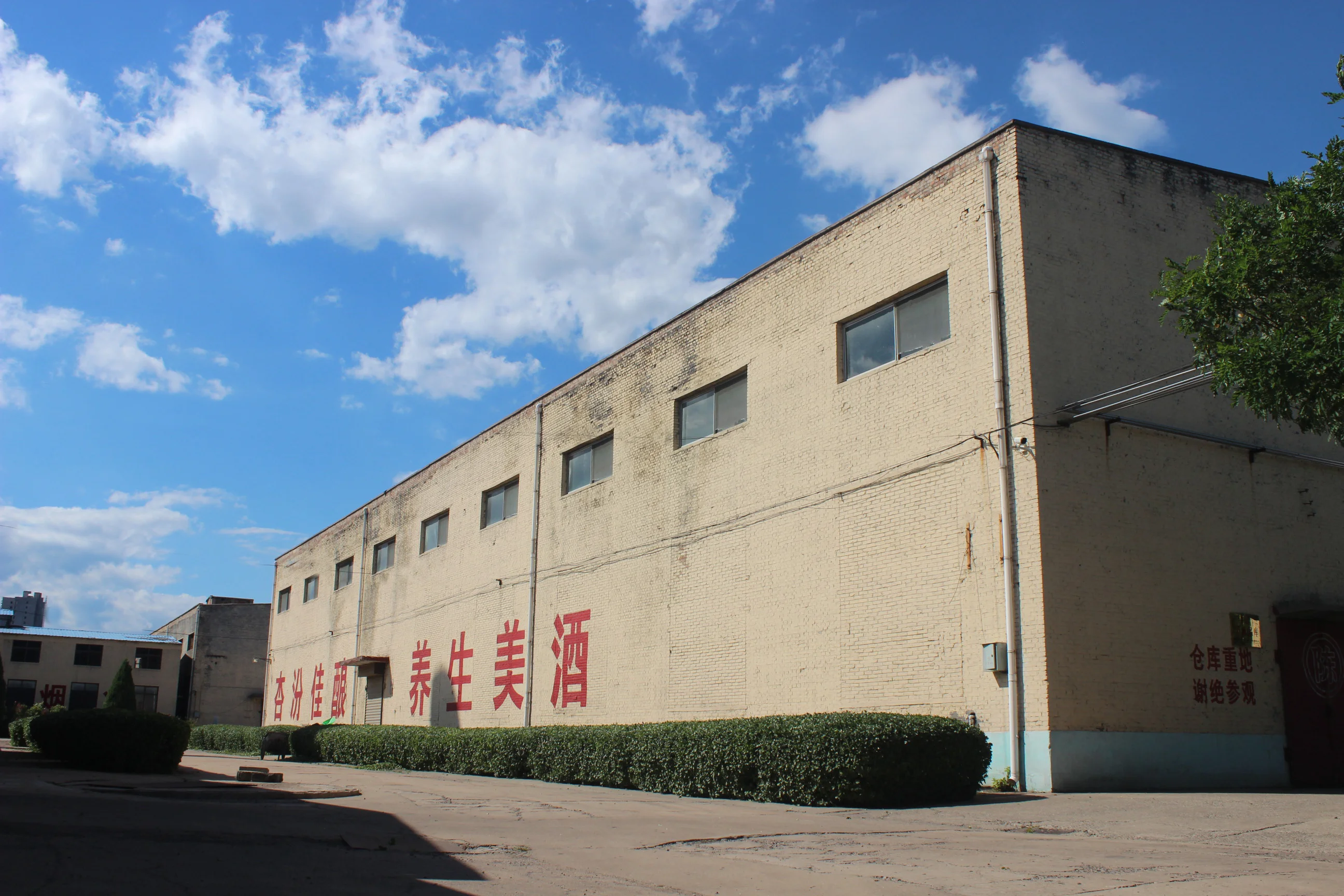 山西红缨子高粱特写，旁边是酿酒工具与蒸好的酒醅，展现了传统白酒酿造的核心原料与初步工序。_1