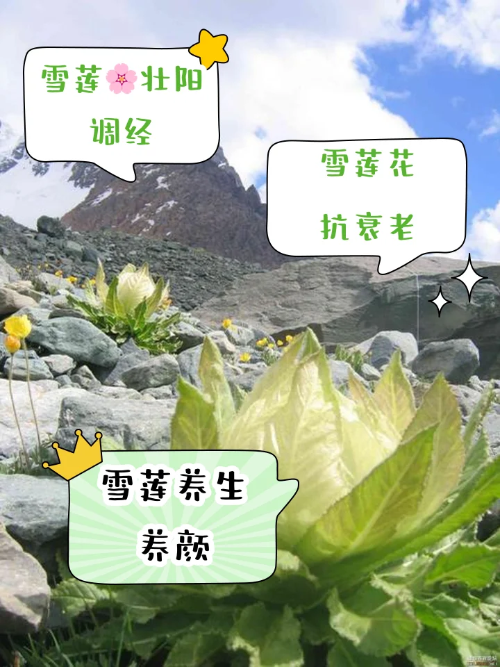 雪莲花在白酒中浸泡的微距特写，展示传统泡酒工艺_1