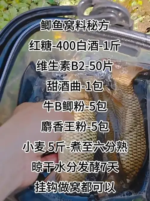 钓鲫鱼中药酒泡制原料展示：透明玻璃罐中琥珀色药酒与丁香、山奈等药材_1