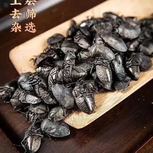 九香虫泡酒材料准备特写：干燥的九香虫、枸杞、当归和空酒罐，旁边是一瓶已泡好的清澈九香虫药酒。_1