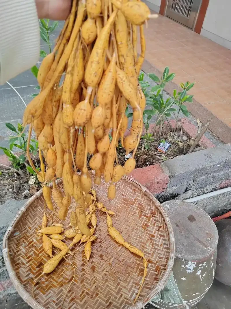 浸泡着鸡血藤和牛大力的传统玻璃酒坛静物图，展示药酒泡制过程的真实状态。_1