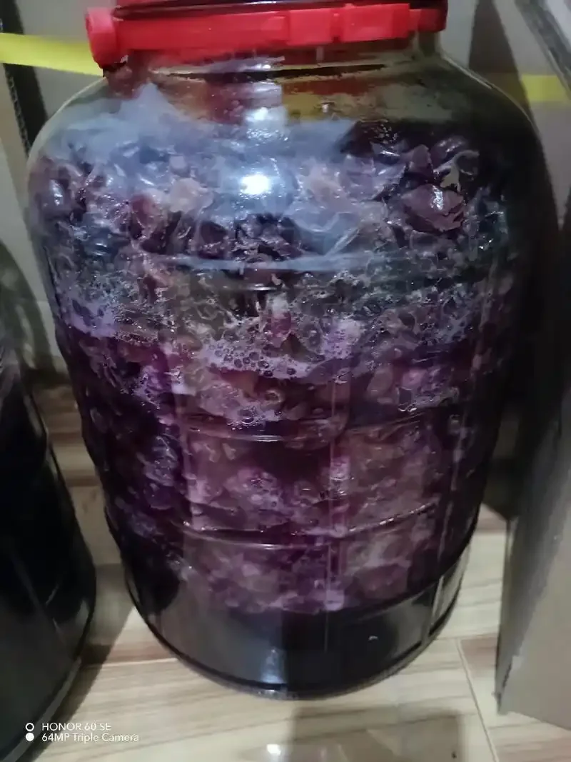 家庭葡萄酒酿造过程展示：玻璃发酵罐中的葡萄正在进行发酵，旁边摆放着新鲜葡萄、酵母和酿酒工具_1