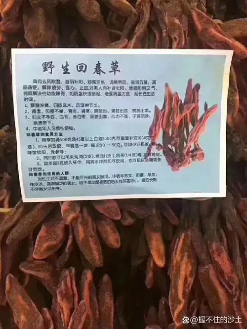 吉祥草泡酒制作过程展示：透明玻璃酒坛中琥珀色酒液浸泡着翠绿吉祥草，旁边散落新鲜吉祥草和酿酒笔记。_1
