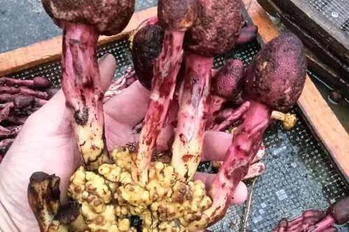 回春草枸杞红枣泡酒成品展示：玻璃罐中琥珀色的酒液内浸泡着回春草、枸杞和红枣。_1