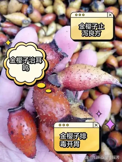 酿酒师正在向玻璃罐中放入金樱子泡制果酒，展示金樱子泡酒的初始步骤_1