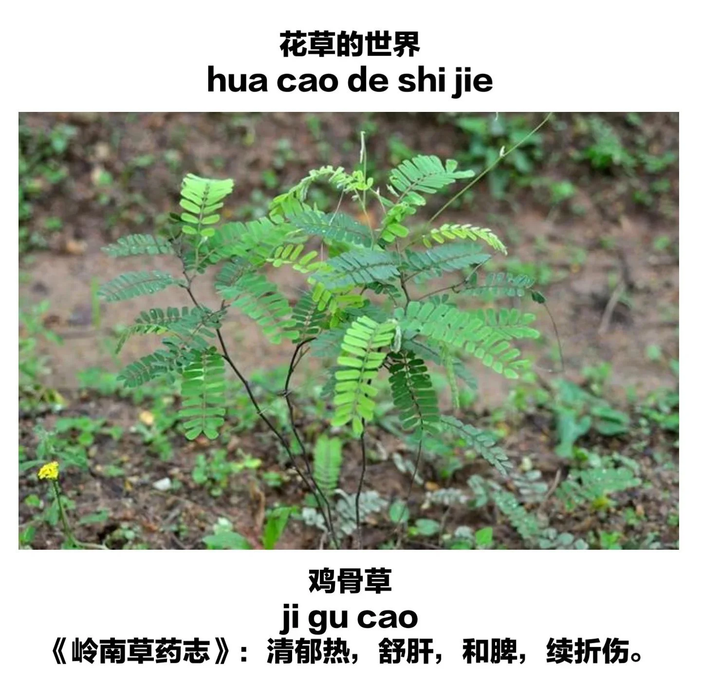 一罐正在泡制的家庭自制鸡骨草酒，酒液清亮，鸡骨草根茎清晰可见，旁边配有红枣和枸杞。_1