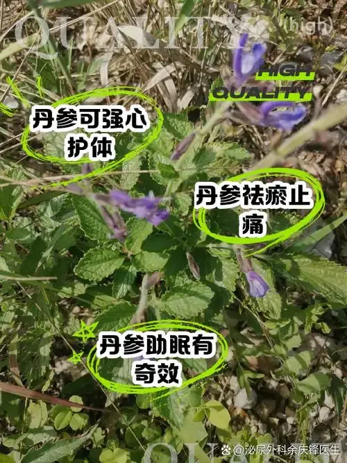 透明玻璃罐中色泽红润的丹参泡酒特写，旁边散落着丹参药材切片_1