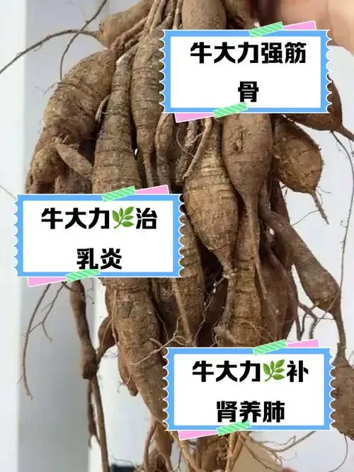 自制牛大力灵芝养生酒在玻璃酒坛中的展示_1