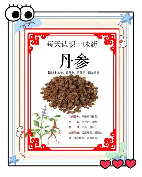 南楼山酿酒师展示透明罐中的丹参泡酒，红褐色参条在清澈酒液中清晰可见，旁边散落着丹参切片和工具_1