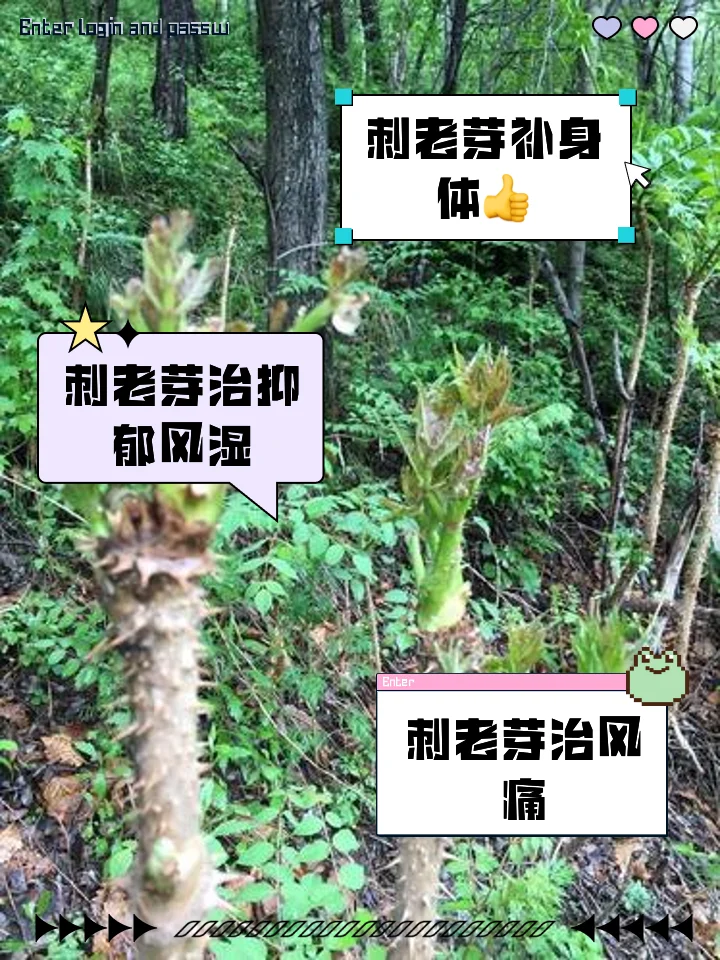 家庭自制刺老芽泡酒：透明玻璃罐中浸泡着新鲜刺老芽和枸杞的淡琥珀色酒液_1