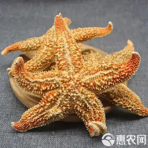 家庭自制海星灵芝泡酒展示：透明玻璃罐中的琥珀色酒液与海星、灵芝切片_1