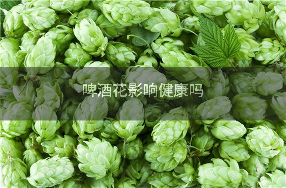 翠绿啤酒花球果与金色工业啤酒杯的对比图，展示啤酒花作为原料的真实形态。_1