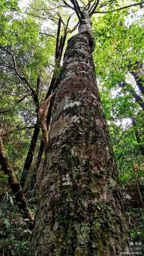 半枫荷泡酒药材搭配展示：透明酒坛中浸泡着半枫荷、五指毛桃、当归、枸杞等多种中药材，酒色呈琥珀色，背景为酿酒师工作台。_1