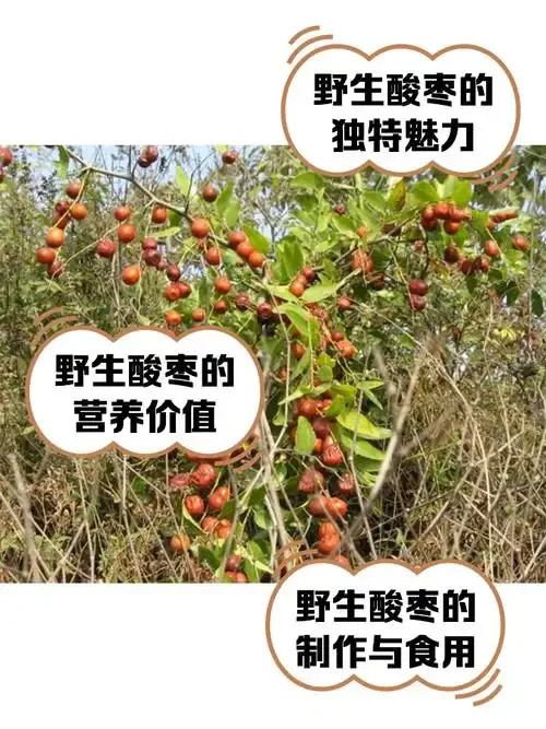 一瓶正在浸泡中的野生酸枣酒特写，瓶中液体呈琥珀色，可见沉底的酸枣和冰糖，旁边摆放着新鲜酸枣和酿酒工具。_1