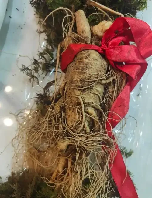 人参泡酒密封罐存放在阴凉干燥的木质柜子中_1