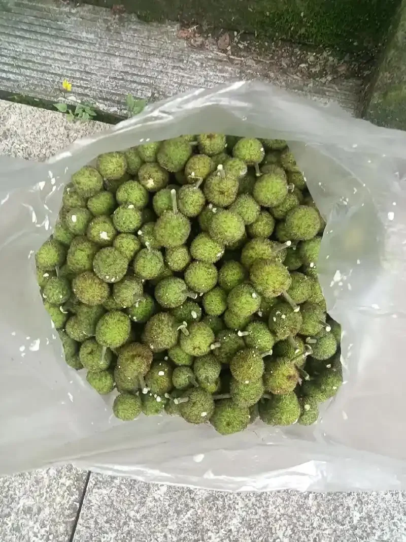 构树青果与玻璃泡酒罐，展示构树青果泡酒的原料与容器状态_1