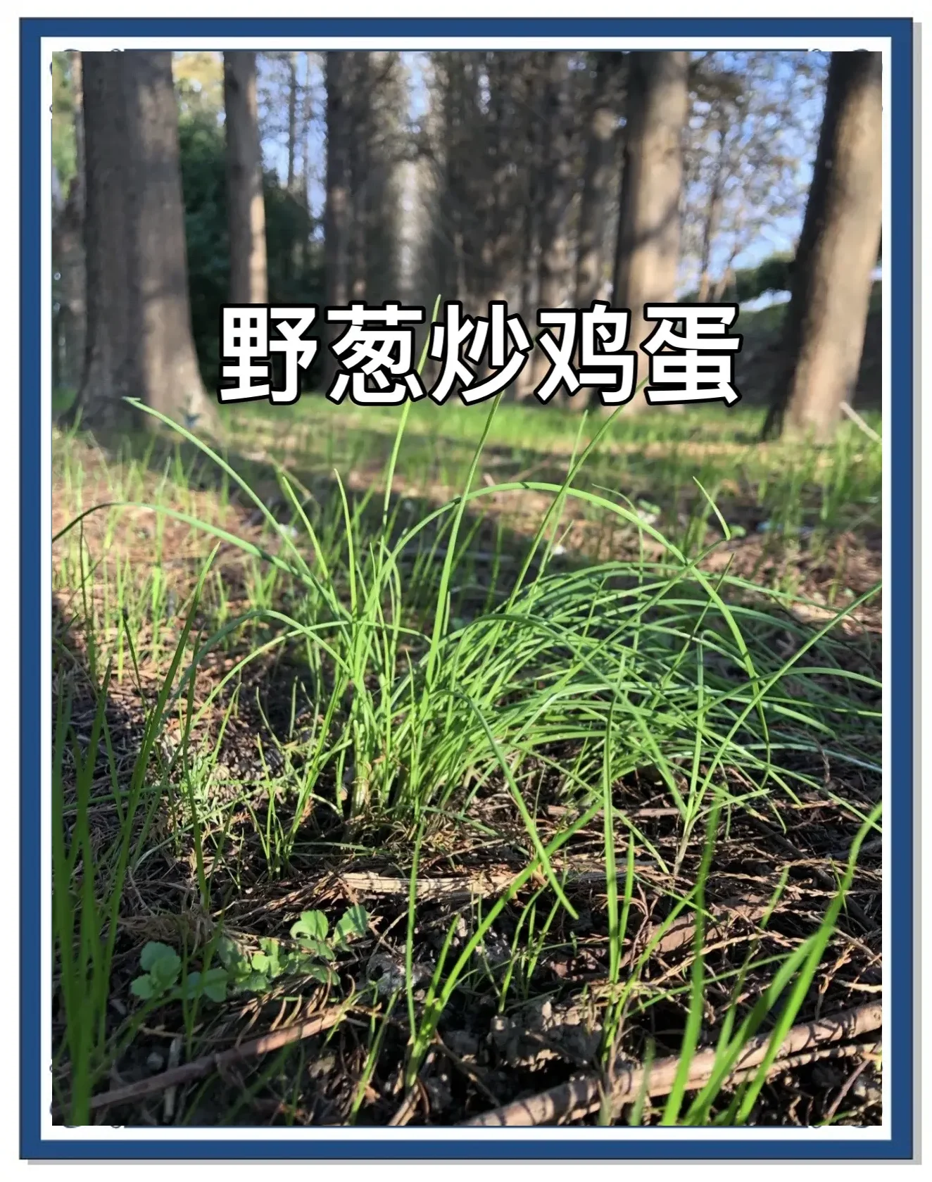 一罐自制的金黄透亮野葱泡酒，内有野葱段和枸杞，摆放在木桌上。_1