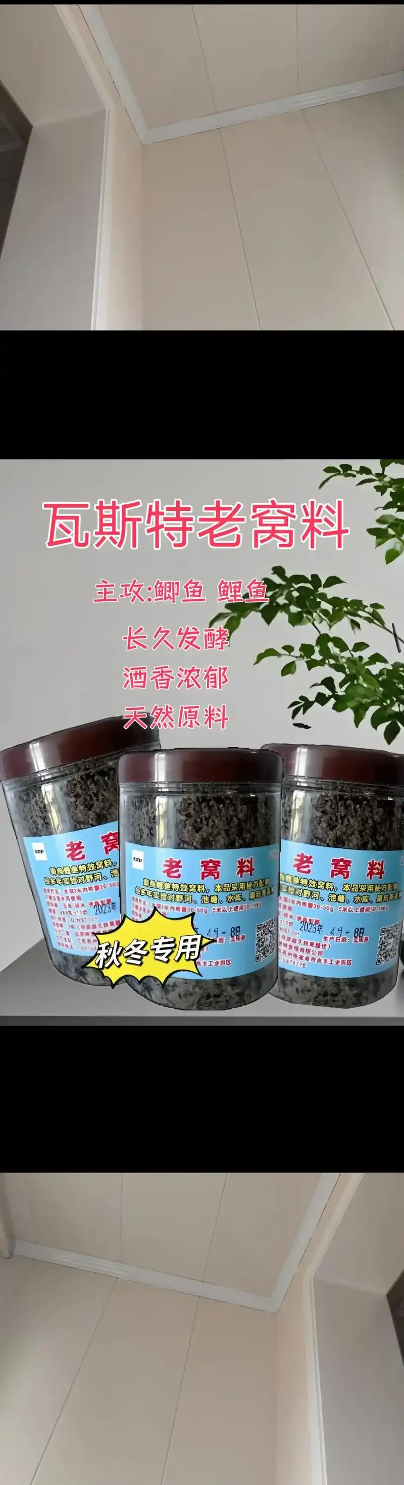 自制酒米钓鱼配方材料展示：玻璃罐中的金黄色酒米、粮食酒、曲粉等原料特写_1