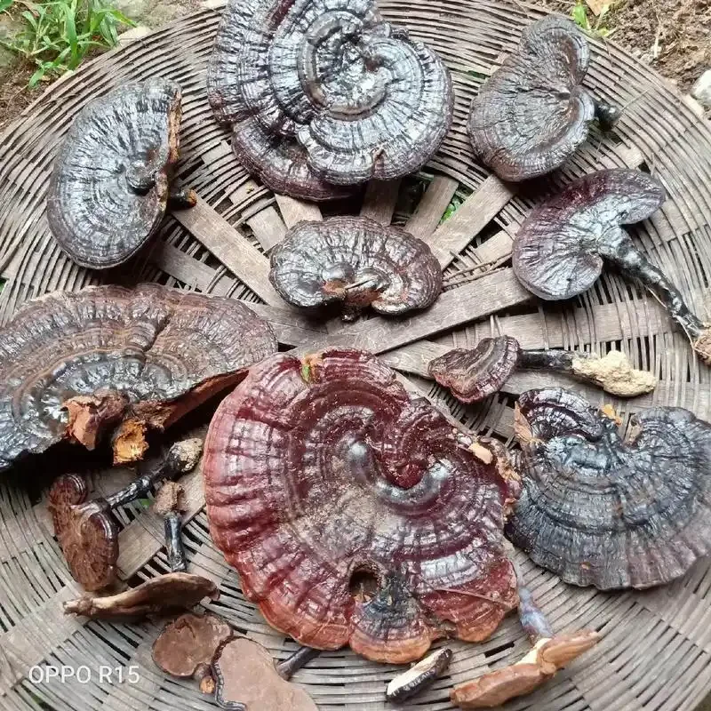 玻璃罐中灵芝泡酒特写，展示完整的灵芝形态与琥珀色酒液_1