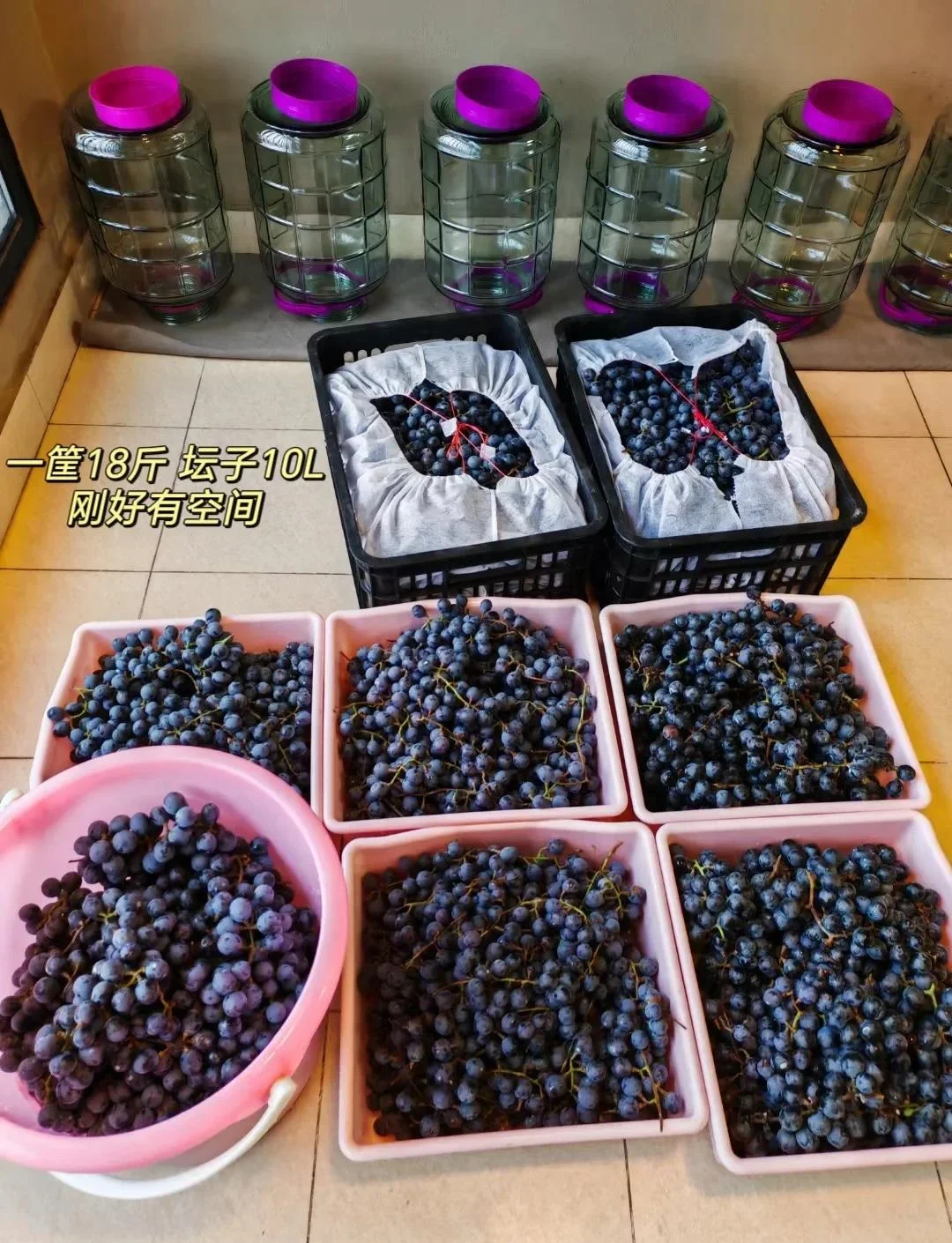 家庭自酿葡萄酒过程实拍：新鲜葡萄与正在发酵的玻璃罐_1