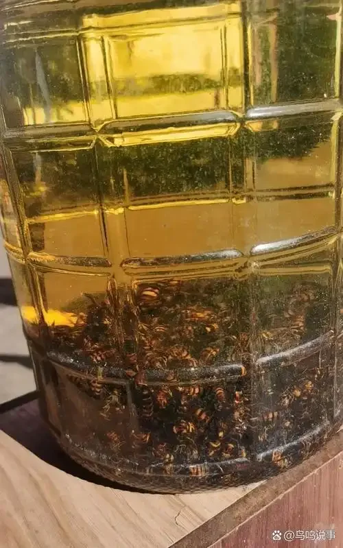 家庭自酿蜜蜂泡酒过程展示：透明玻璃罐中琥珀色酒液与悬浮的蜜蜂，旁边有红枣枸杞等辅料。_1