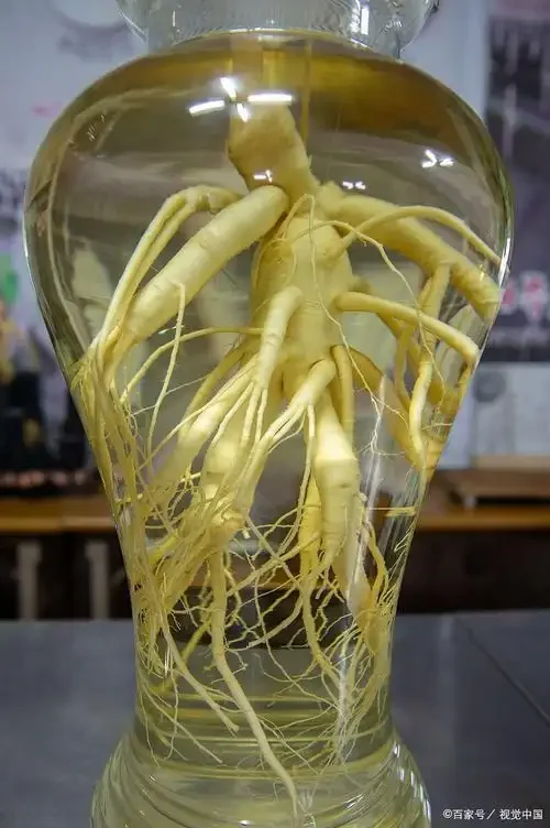 鲜人参泡酒实物展示：透明酒坛中人参、枸杞、红枣与琥珀色酒液相得益彰，旁边放置着清洗工具。_1