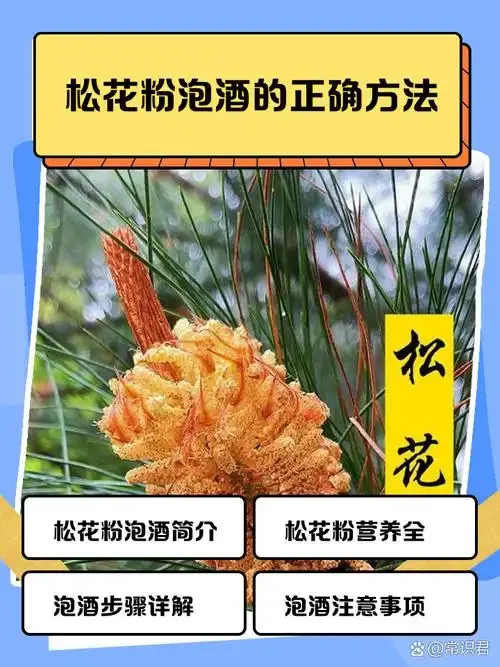 酿酒师在山间松林采摘松树花准备泡酒的场景_1
