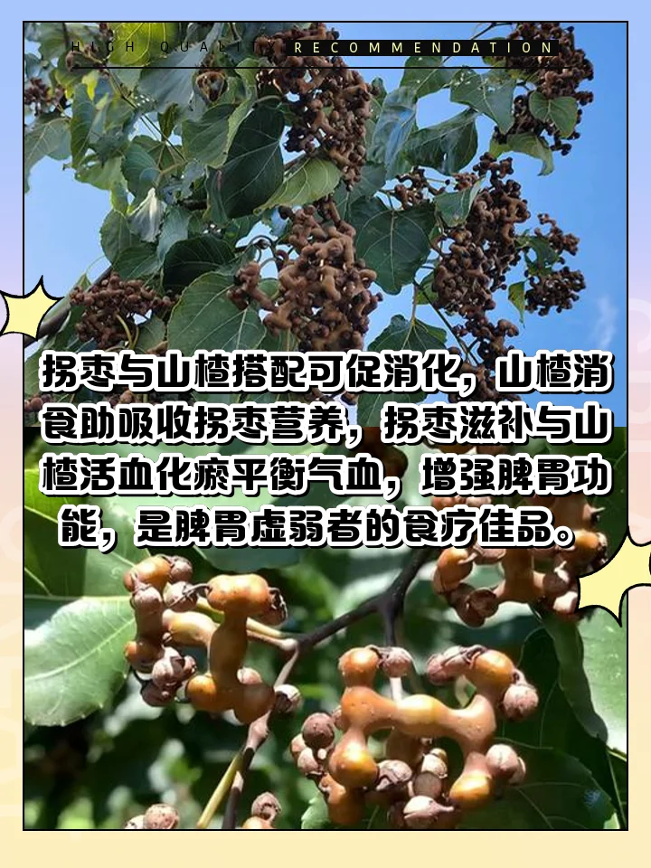 处理干净的拐枣浸泡在清澈酒液中的特写照片，展示家庭酿造拐枣酒的过程。_1