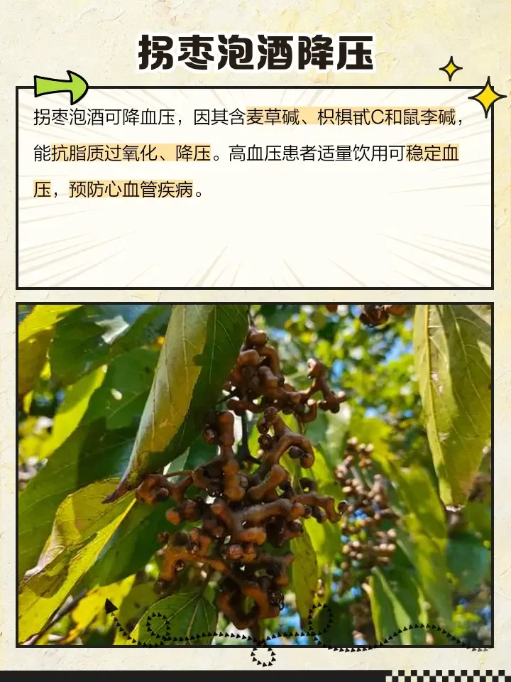 一位酿酒师视角下的拐枣泡酒特写：透明玻璃罐中金黄色的酒液与拐枣果实_1