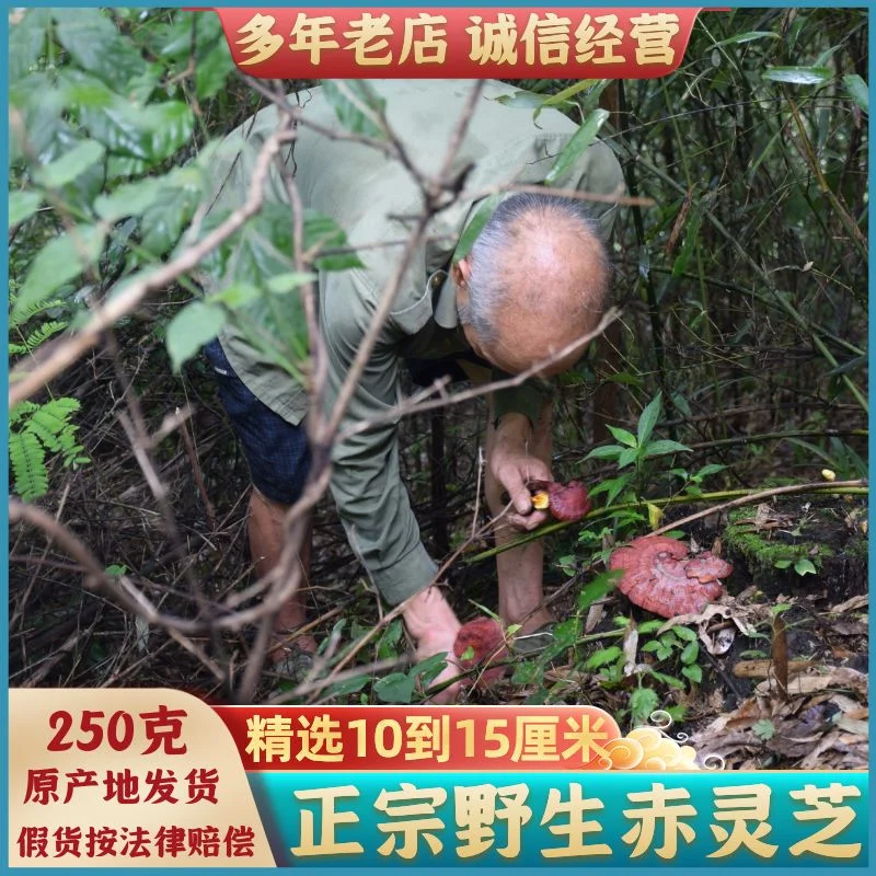 透明玻璃瓶中琥珀色的灵芝孢子粉酒，旁边放着电子秤和一小碟灵芝孢子粉，展示精准的泡酒比例。_1