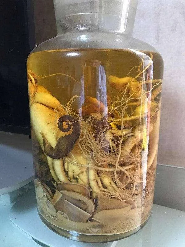 人参蝎子灵芝泡酒成品展示：透明酒坛中浸泡着完整药材，酒色琥珀透亮。_1