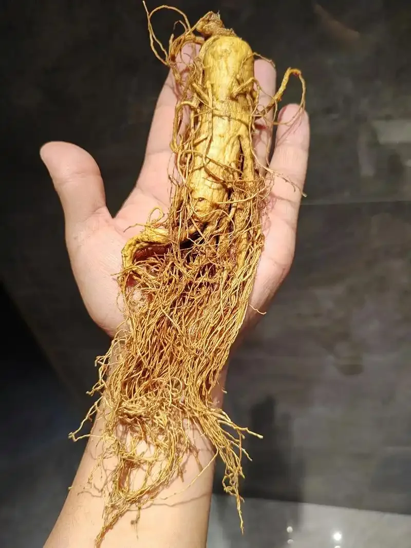 一支野山参在透明玻璃罐中浸泡于纯粮食酒中，旁边有枸杞和冰糖，展示家庭泡酒的专业方法。_1