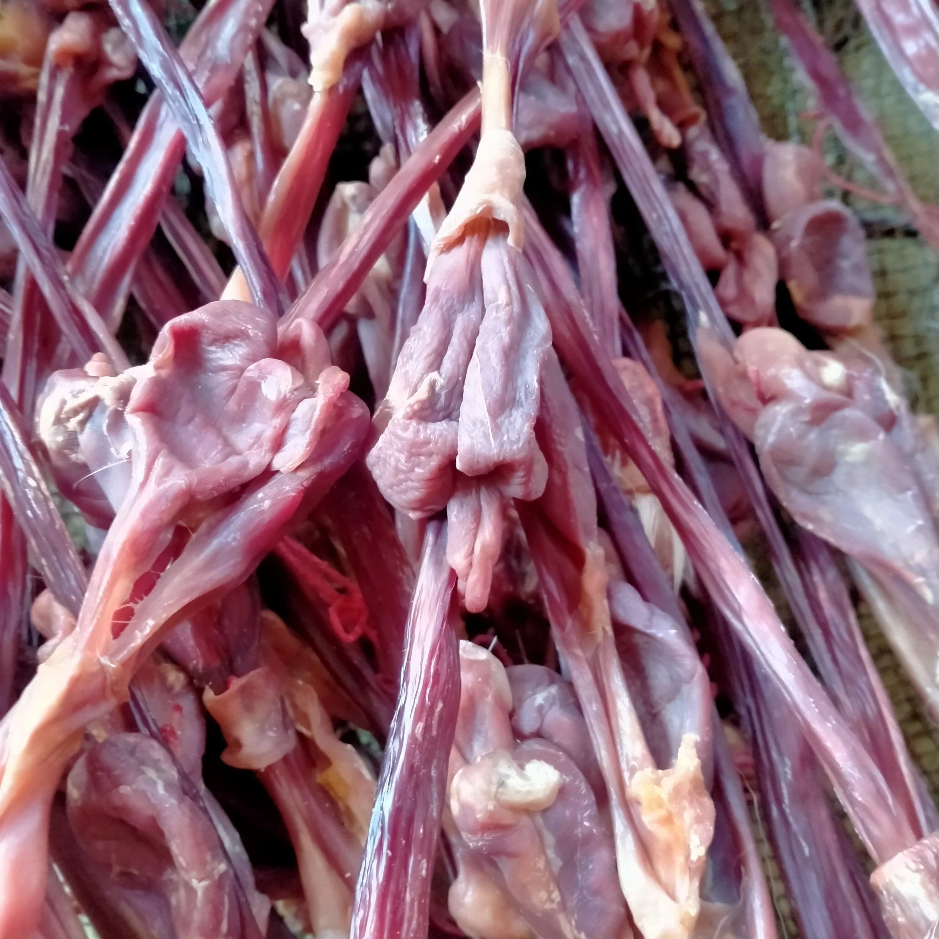 干牛鞭泡酒最佳配方示意图：透明玻璃坛中浸泡着牛鞭切片、枸杞、人参等药材的琥珀色药酒_1