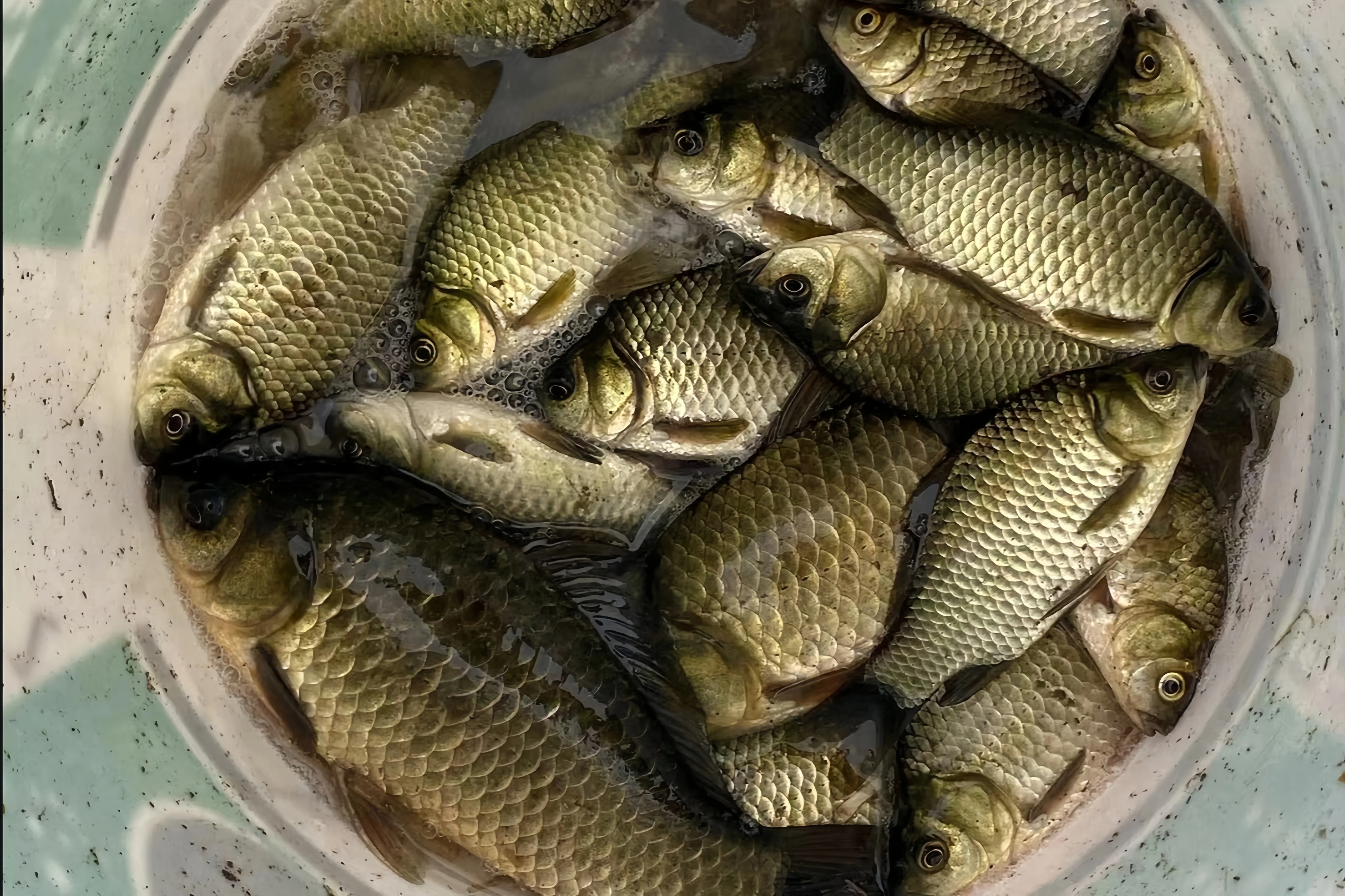 自制钓鱼酒米窝料特写:玻璃瓶中金黄的米粒浸泡在琥珀色酒液中,旁边散落着原料大米和香料。_1