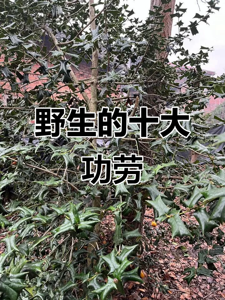 玻璃罐中金黄色十大功劳泡酒特写，可见药材与冰糖_1