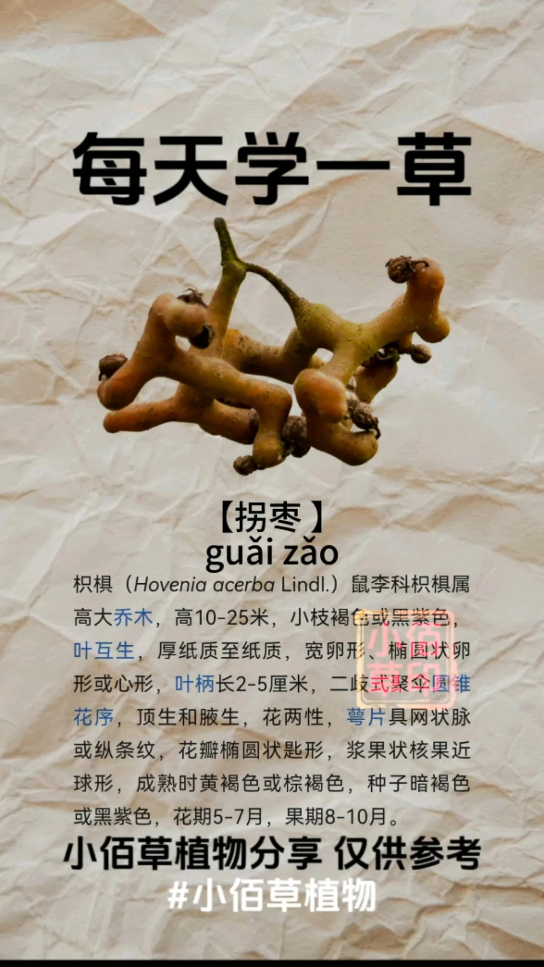 家庭自酿鸡爪果酒特写：透明玻璃罐中琥珀色酒液与金黄拐枣清晰可见_1