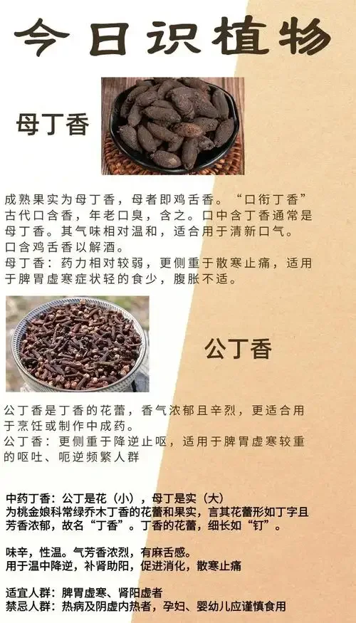 公丁香泡酒实物比例展示：透明玻璃罐中琥珀色酒液与丁香花蕾_1