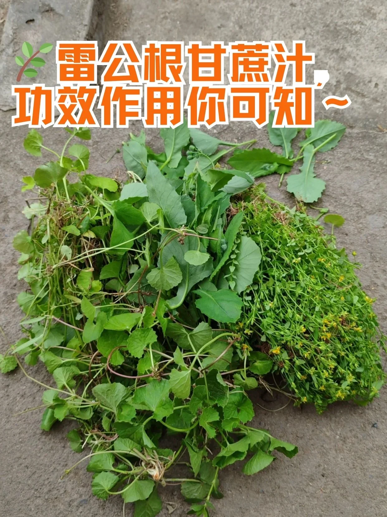 正在浸泡中的雷公藤外用酒特写，玻璃瓶中可见药材，旁边摆放着制作工具。_1