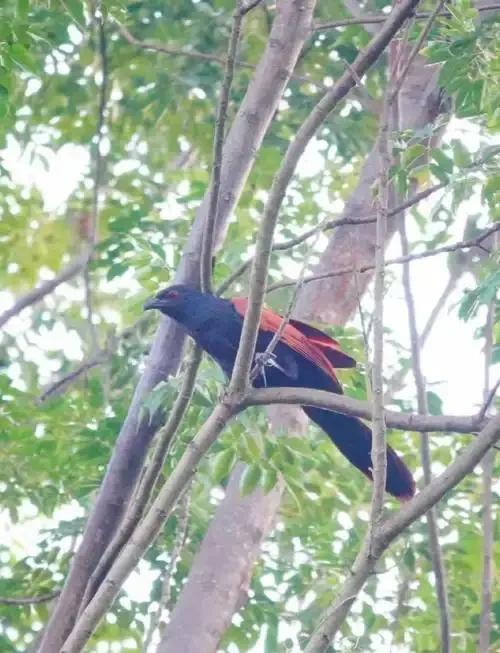 保留红色羽毛的红毛鸡正被放入透明酒坛中进行浸泡，背景是传统酿酒作坊。_1