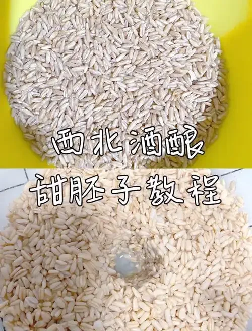 甜酒麸子制作过程展示：竹簸箕中正在培养的、布满茂盛白色菌丝的甜酒麸子，旁边是原料和工具_1