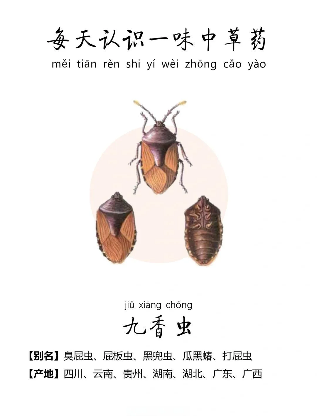 展示九香虫浸泡在琥珀色白酒中的玻璃酒坛特写,背景为酿酒工具,体现传统泡酒工艺。_1