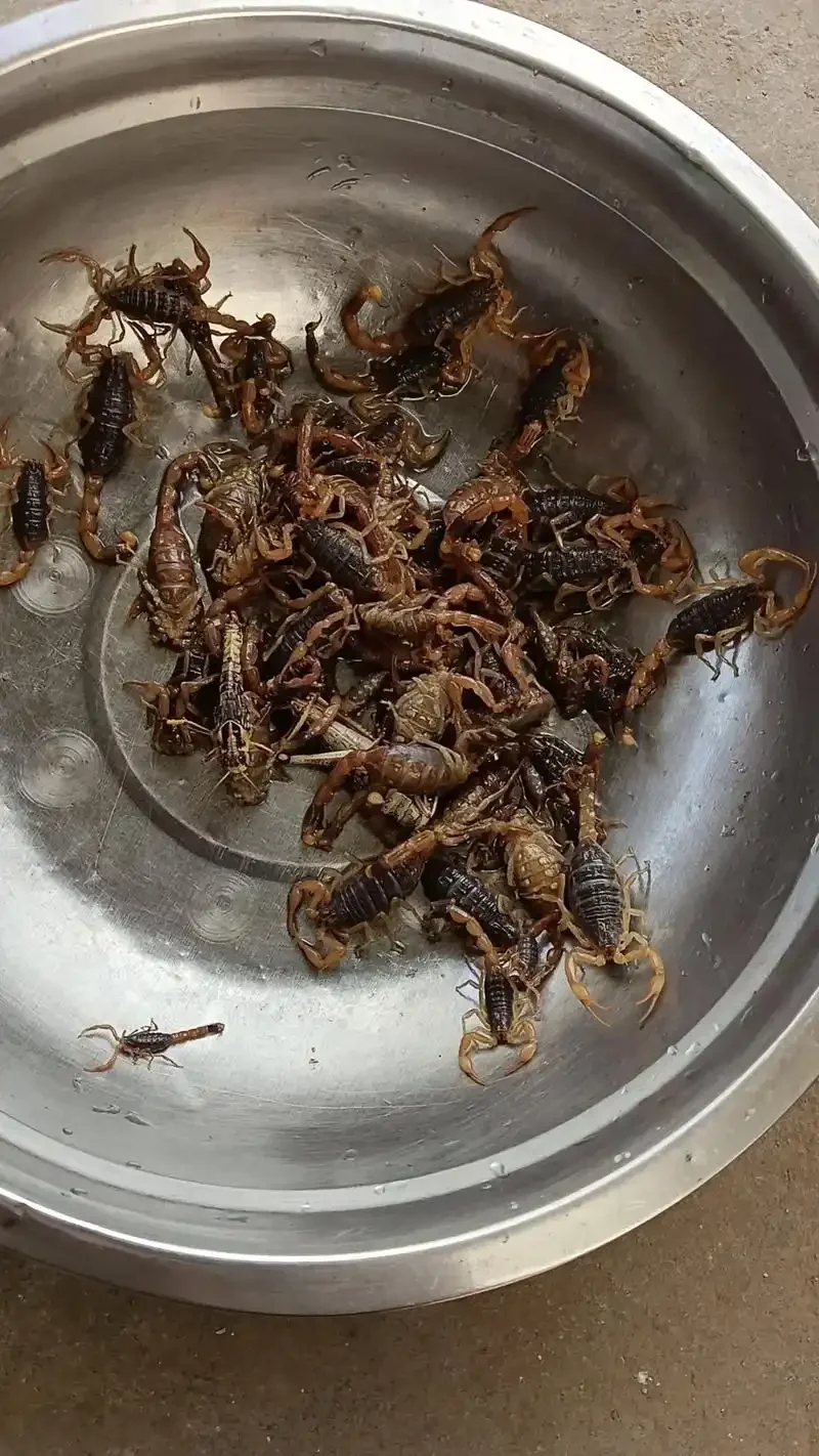 蝎子泡酒成品展示：玻璃瓶中琥珀色酒液与完整蝎子_1