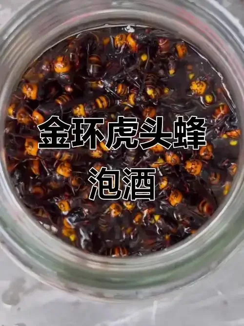 装着金环虎头蜂、枸杞和当归的透明泡酒瓶，展示虎头蜂泡酒的成品状态。_1