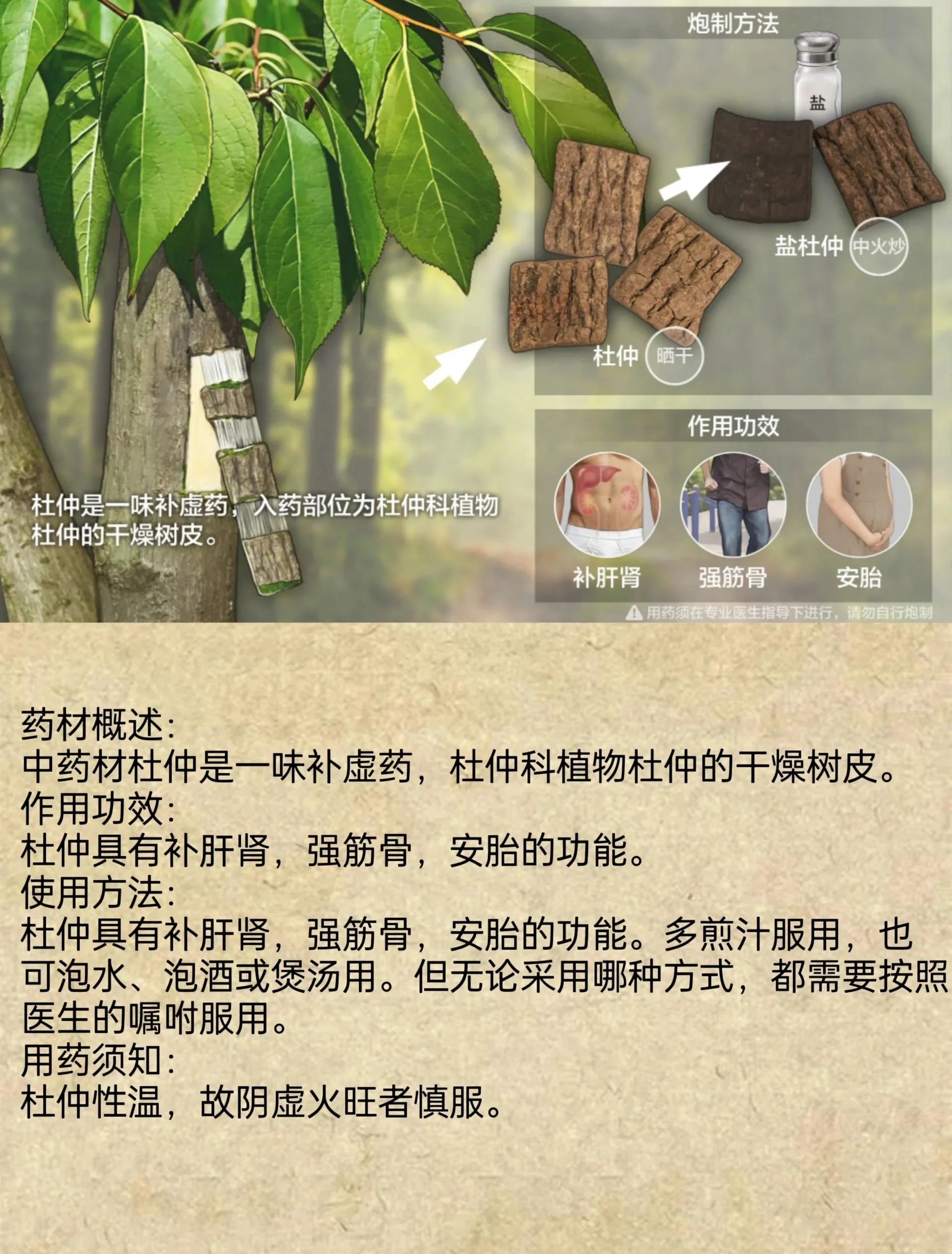 杜仲皮泡酒制作现场：广口玻璃罐中金黄酒液浸泡着杜仲皮，旁有原料、白酒和秤具。_1
