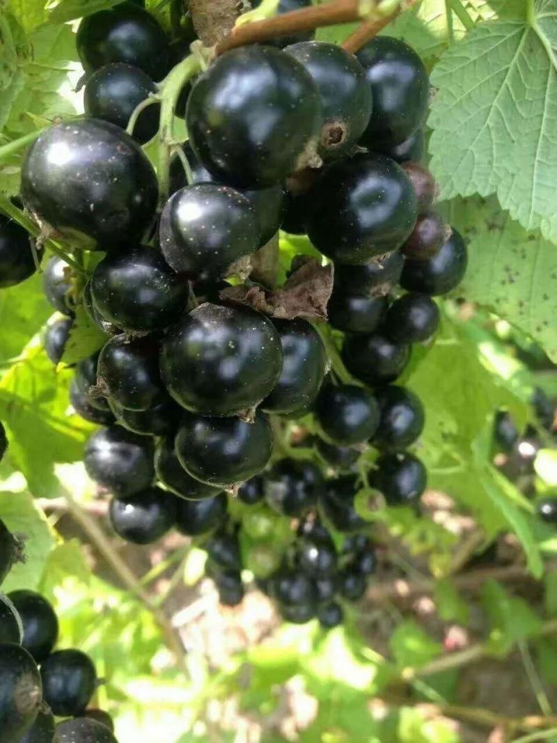 酿酒师正在将新鲜黑加仑放入玻璃发酵罐中，准备开始酿酒过程_1