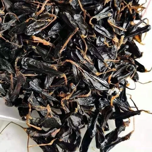 酿酒师在干净的工作台前亲自演示蛇胆泡酒的处理步骤，透明酒罐中可见蛇胆与酒液。_1