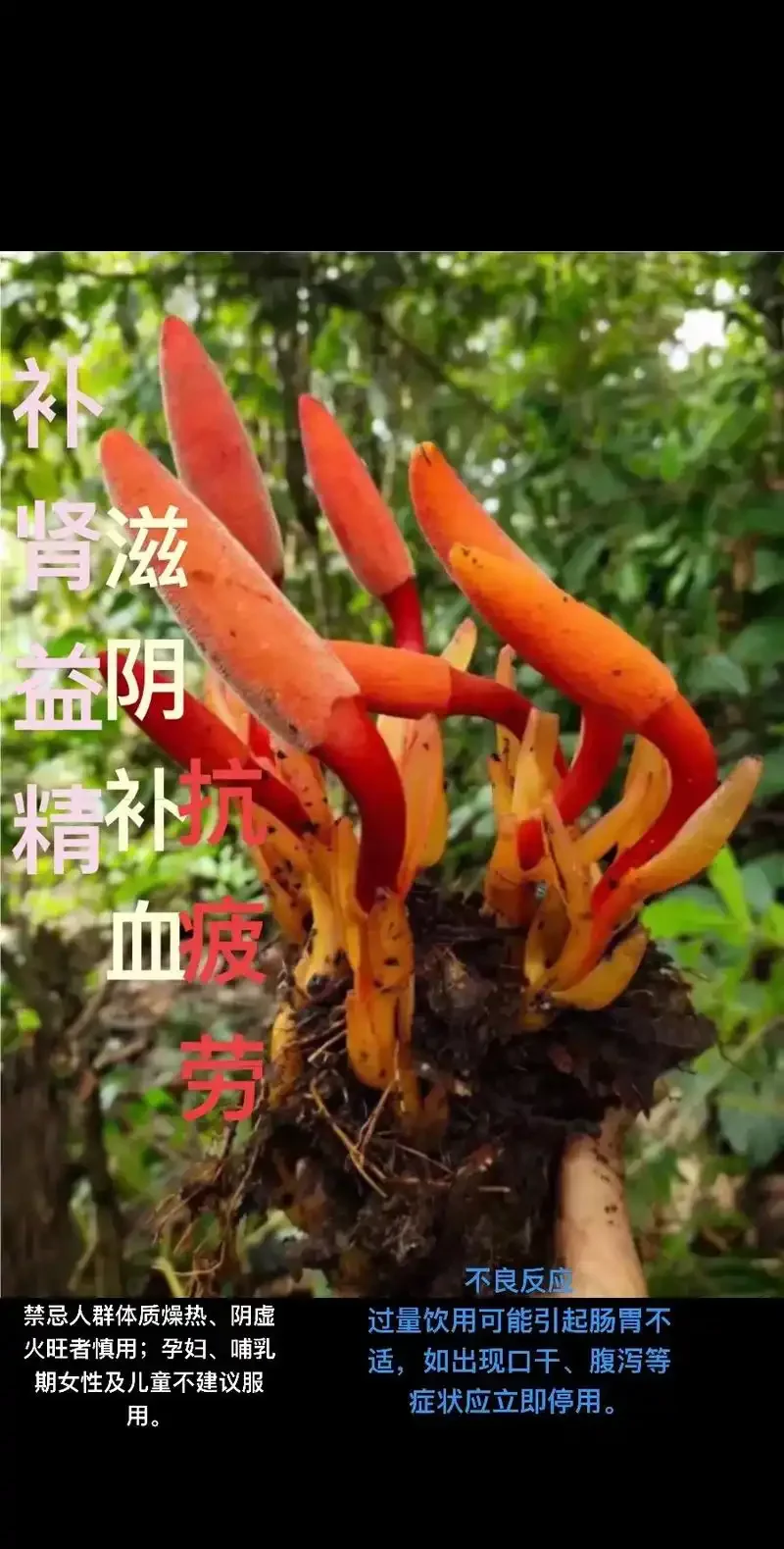 回春草泡酒成品展示图：玻璃酒坛内浸泡着回春草和枸杞，酒液透亮，旁边是制作原料。_1