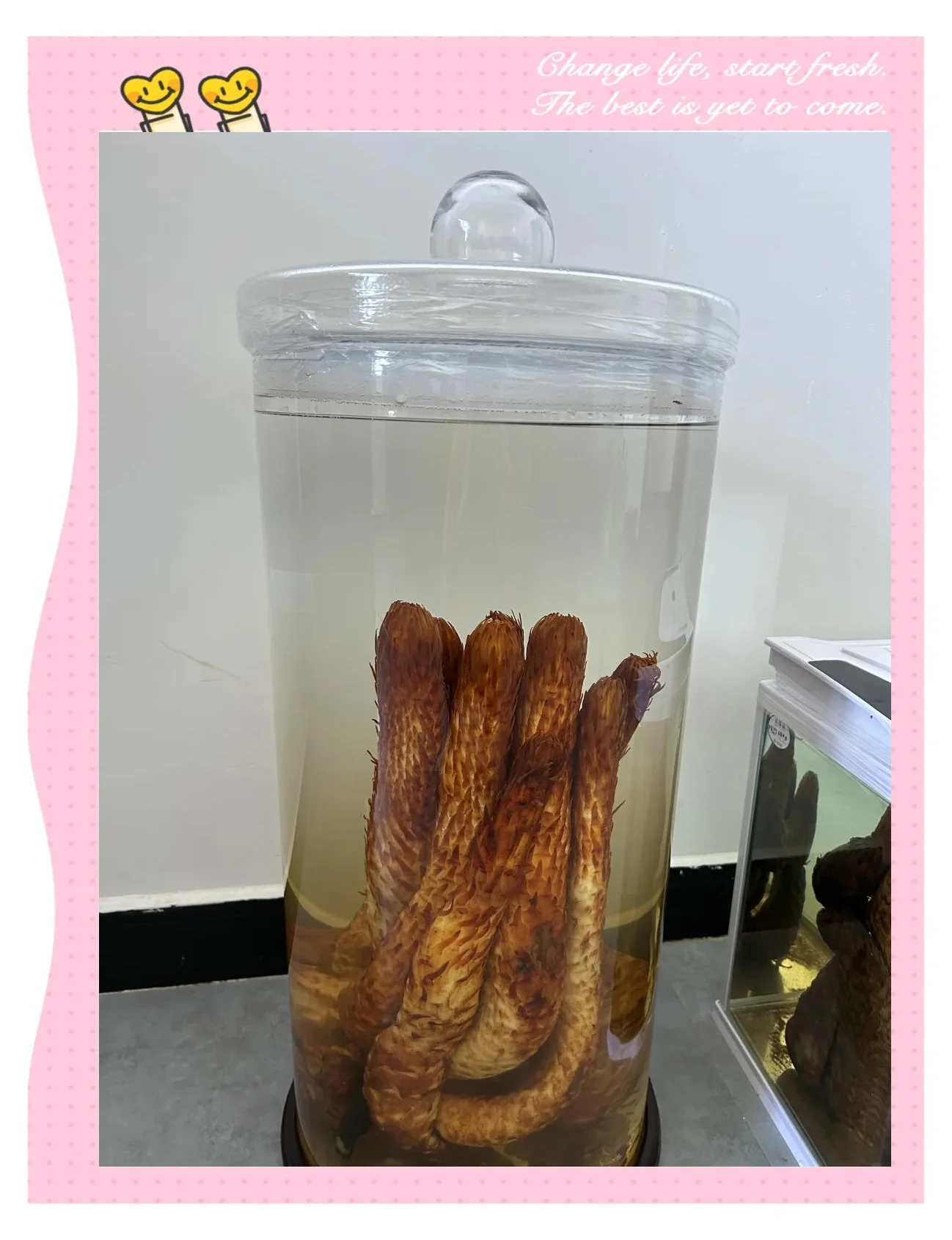 肉苁蓉泡酒成品展示：透明酒坛中琥珀色酒液与肉苁蓉切片清晰可见_1