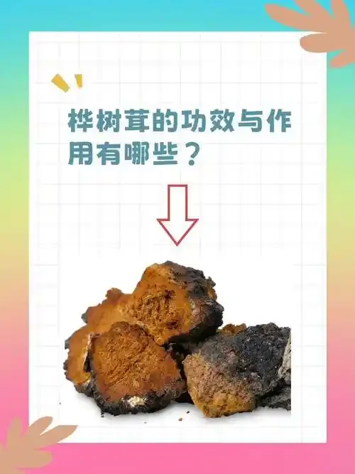 正在浸泡中的树茸药酒特写，金黄色的酒液和清晰的树茸切片，展示家庭自制树茸泡酒的过程。_1